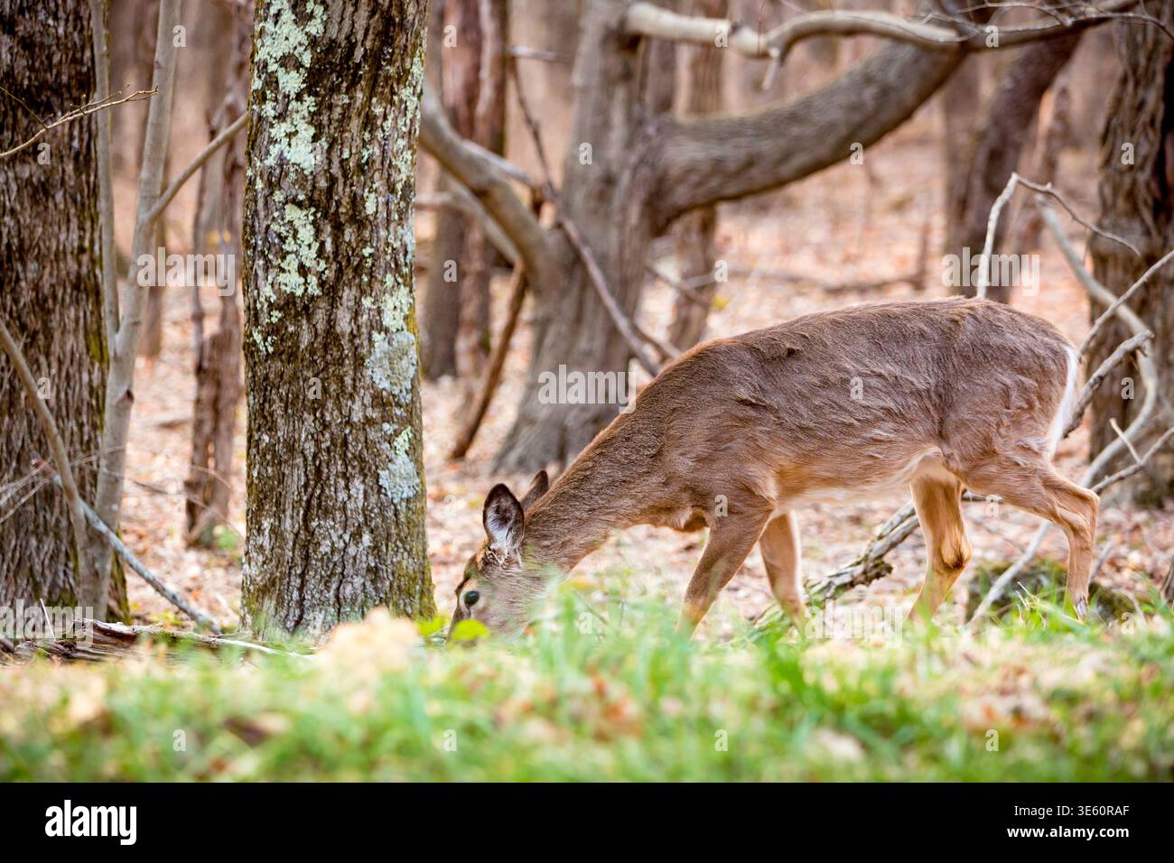 Un cerf de Virginie (Odocoileus virginianus) paissant dans la forêt du parc national de Shenandoah, en Virginie Banque D'Images