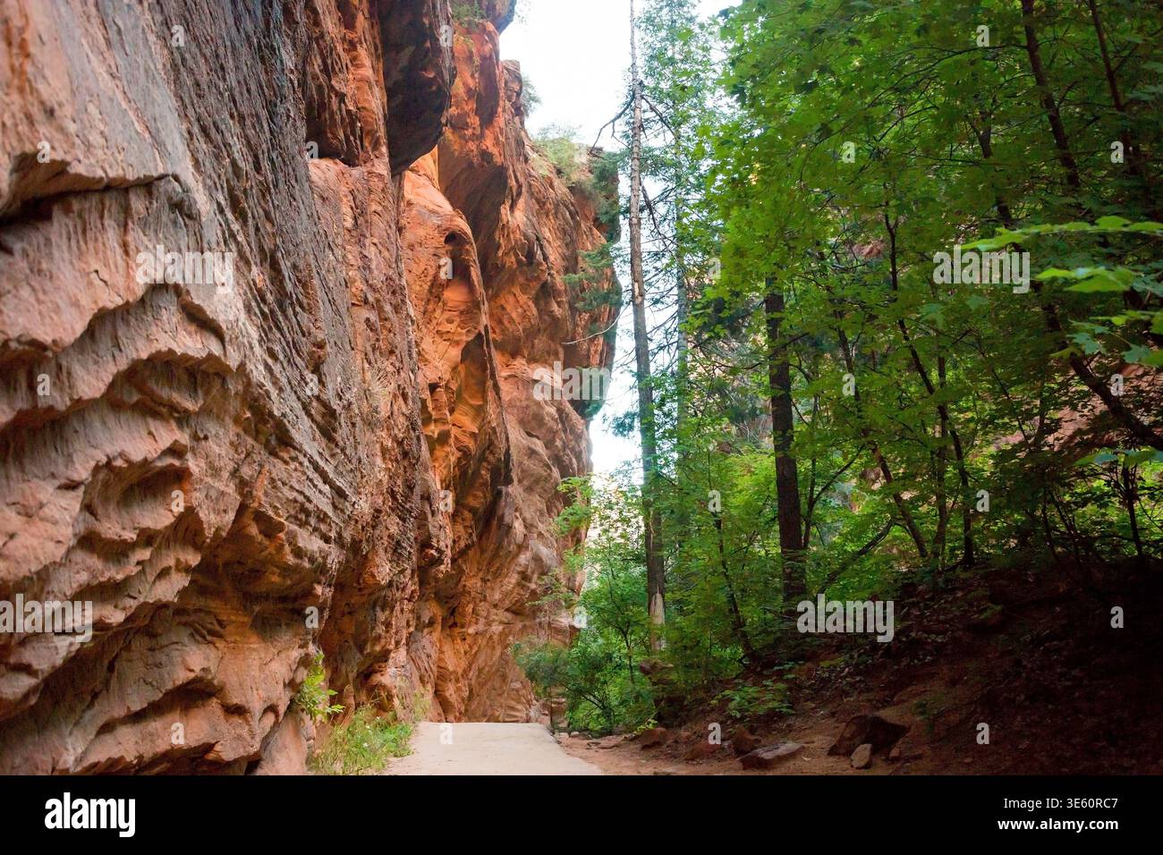 De hautes falaises de grès le long du West Rim Trail jusqu'à Angels Landing dans le parc national de Zion, Utah Banque D'Images