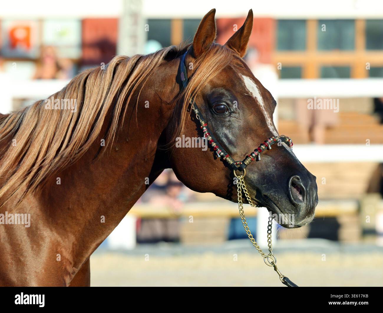 Portrait de cheval arabe dans un ranch d'été Banque D'Images
