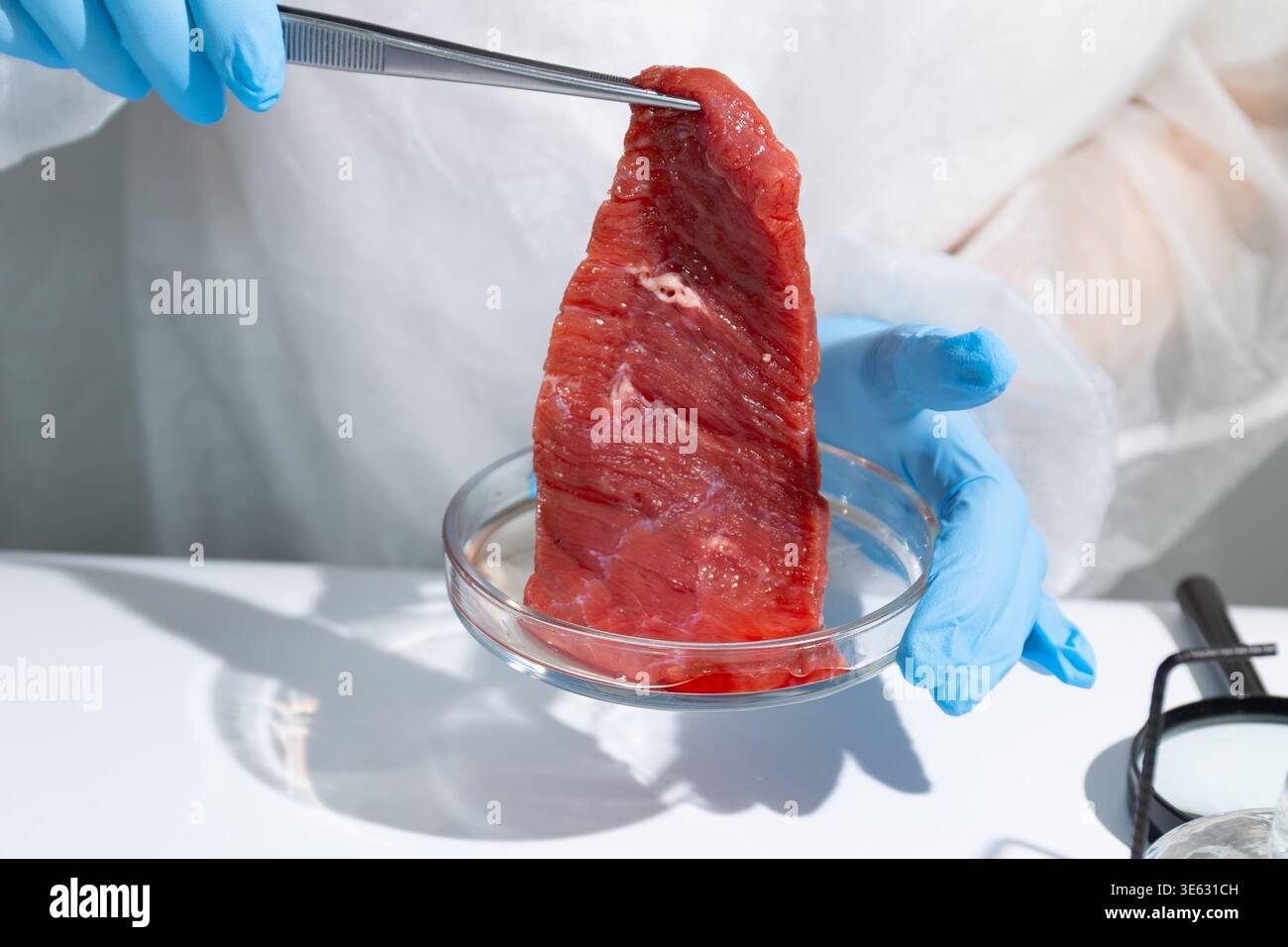 Femme scientifique soulevant la bande de viande cultivée en laboratoire avec des pinces de boîte de Petri. Culture in vitro de boeuf artificiel en laboratoire de biotechnologie. Concept de production alimentaire durable pour la faim future Banque D'Images