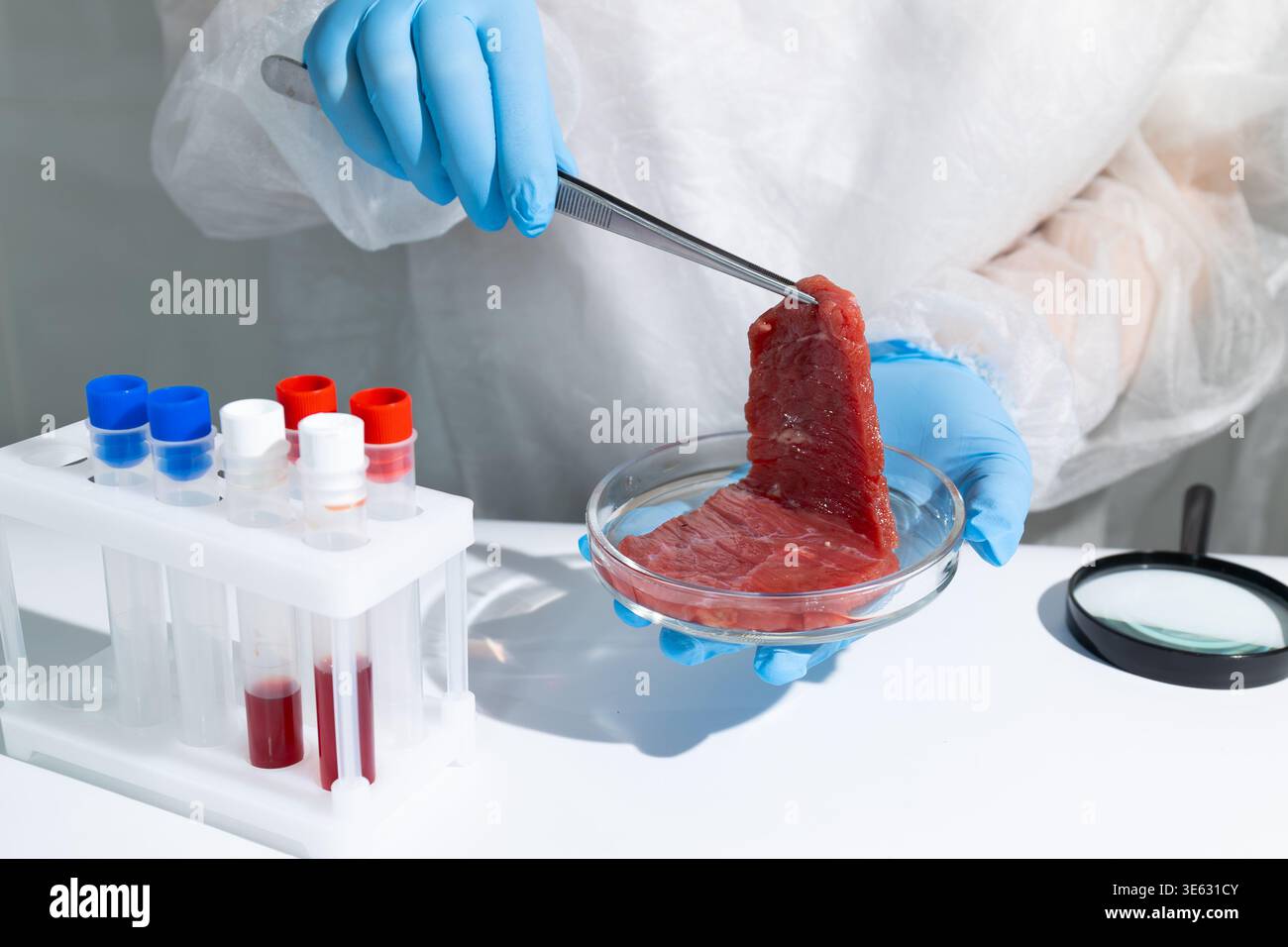 Scientifique en équipement de protection examinant un échantillon de viande cultivé en laboratoire avec une pince à épiler au-dessus d'une boîte de Pétri. Processus de culture in vitro en laboratoire de biotechnologie. Production durable de protéines artificielles pour la faim Banque D'Images