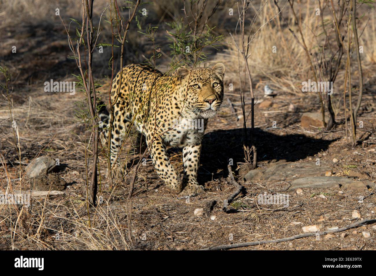 Léopard (Panthera pardus), région de Khomas, Namibie Banque D'Images