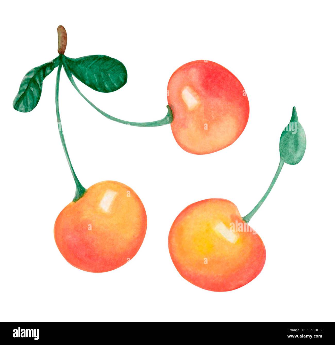 Cerises aquarelles isolées sur blanc Banque D'Images