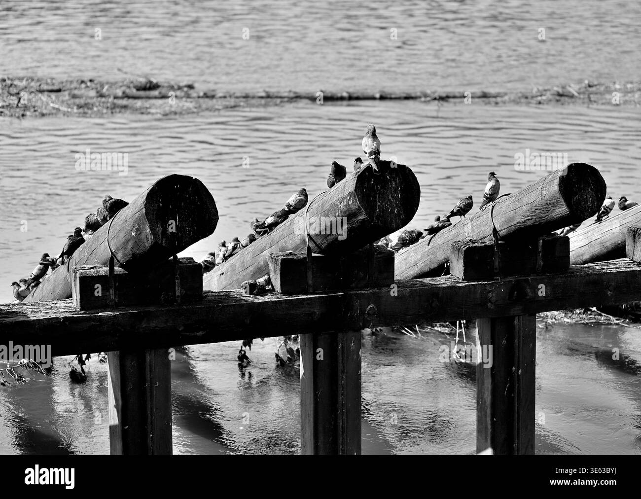 Photo en noir et blanc de pigeons perchés sur de grandes poutres de bois d'une jetée ou d'un pont sur l'eau calme, créant une scène tranquille de la faune urbaine. Banque D'Images