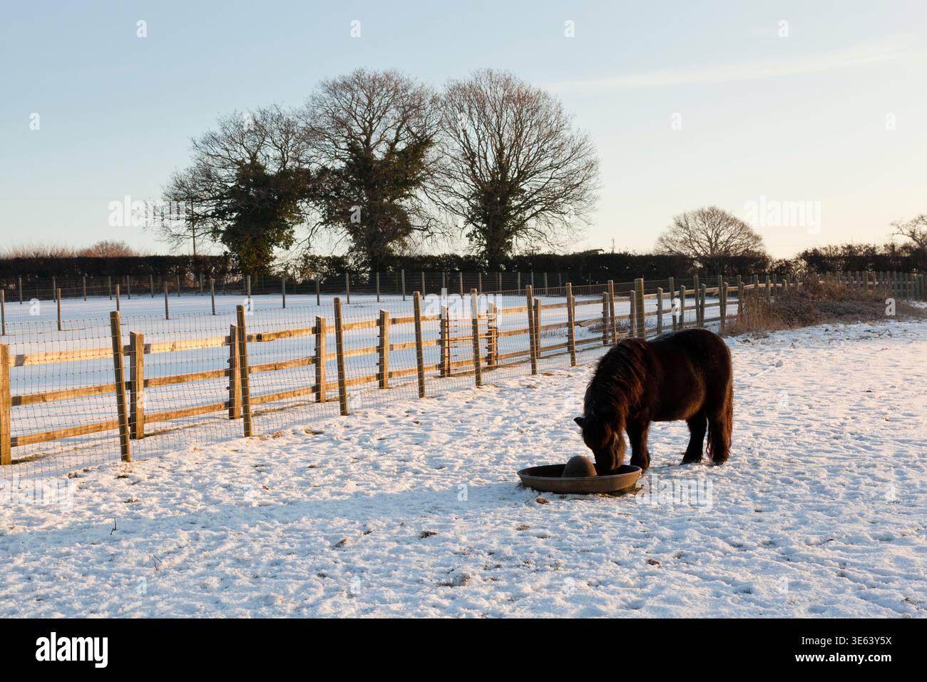 Un seul poney noir se nourrissant d'un bol dans un paddock enneigé Banque D'Images