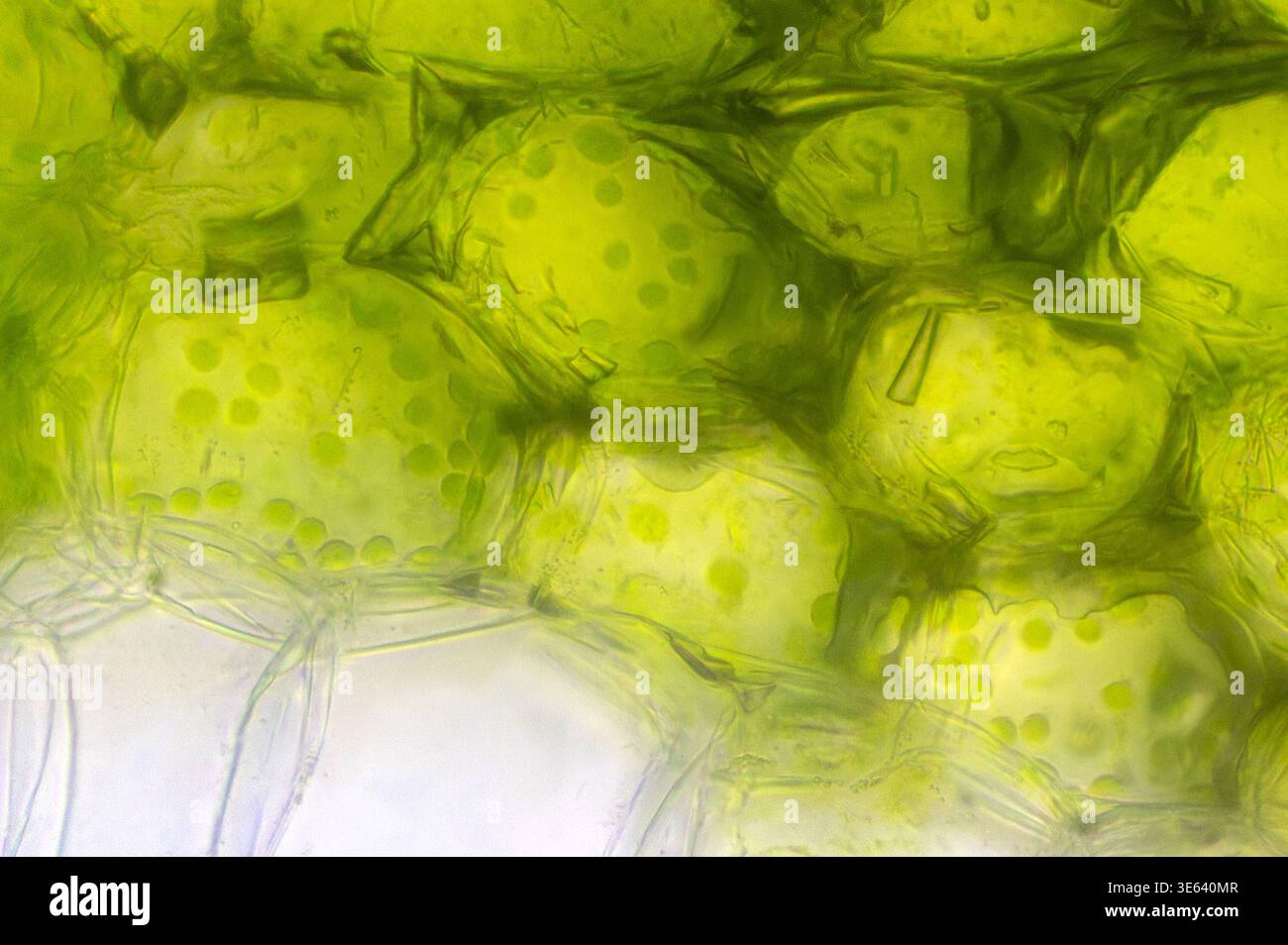 Section transversale de feuille de plante d'araignée (TS) sous microscope optique à un grossissement de 40 fois (7,5 microns de large) Banque D'Images