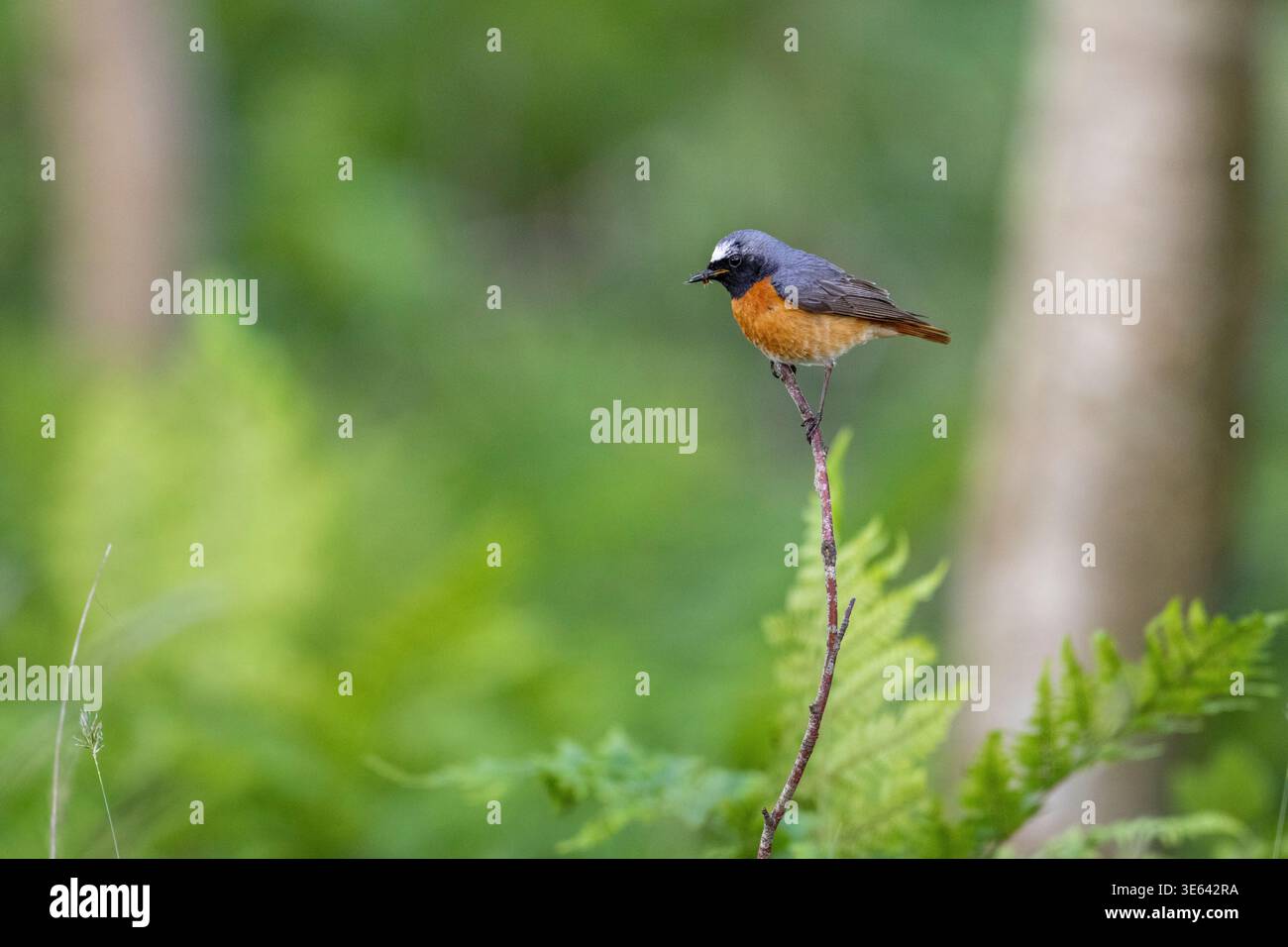 Mâle Redstart, Phoenicurus phoenicurus, perché sur une brindille mince moussue dans la forêt de chênes, Écosse, Royaume-Uni. Banque D'Images