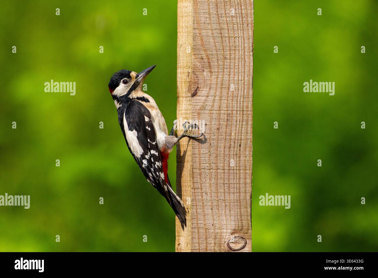 Grand pic tacheté, Dendrocopos major, perché sur un poteau de clôture en bois, Écosse, Royaume-Uni Banque D'Images