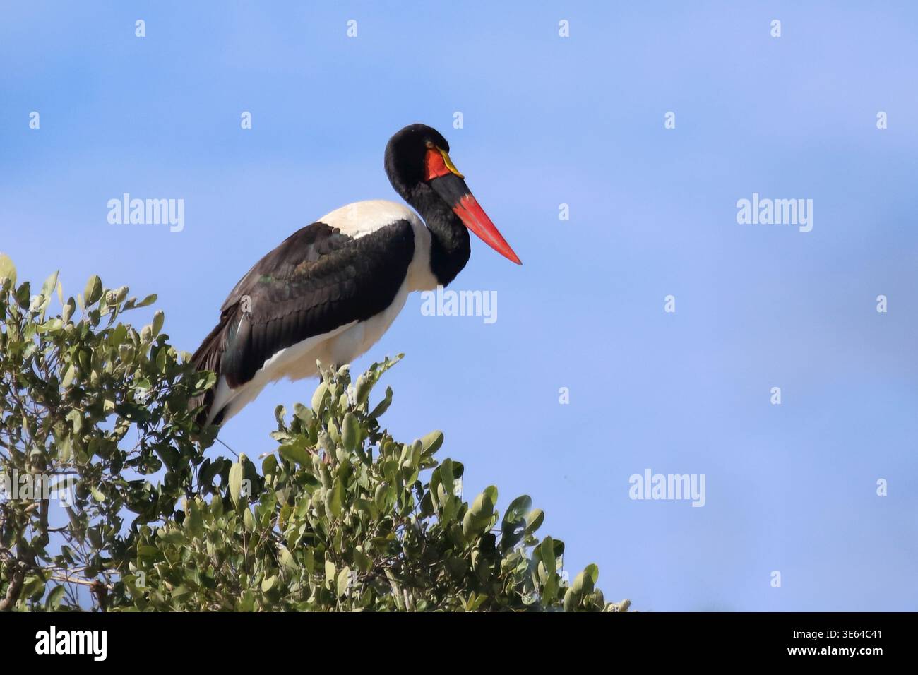 Sattelstorch / Saddle-Bleed Stork / Ephippiorhynchus senegalensis Banque D'Images