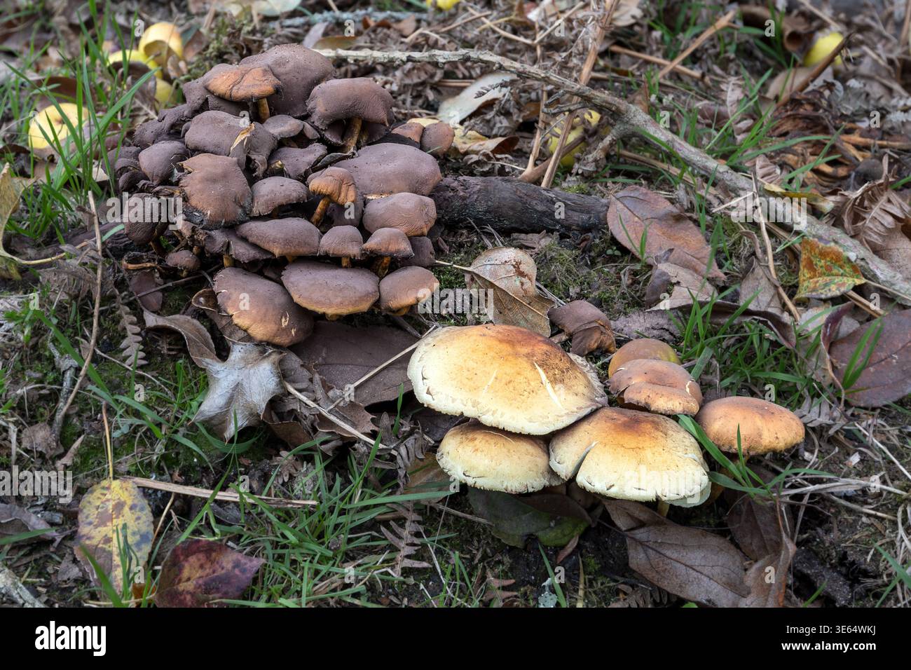 Sulphur Tuft, New Forest, Hampshire, Royaume-Uni Banque D'Images