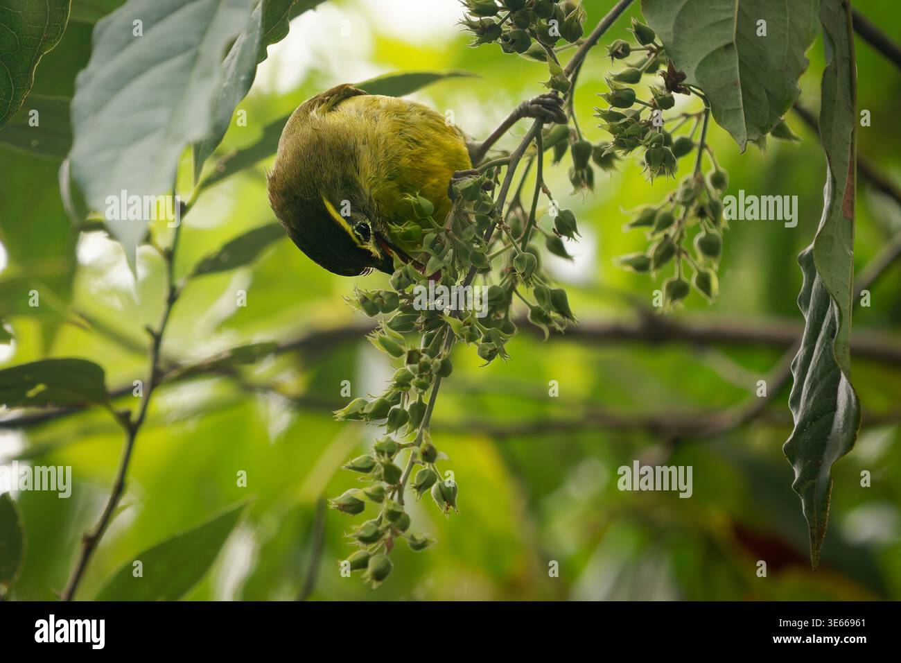 Hélie sourcilaire Heleia superciliaris se nourrissant de baies vertes, plumage jaune olive, supercilium jaune, butinage parmi les feuilles, forêt montagneuse, flore Banque D'Images