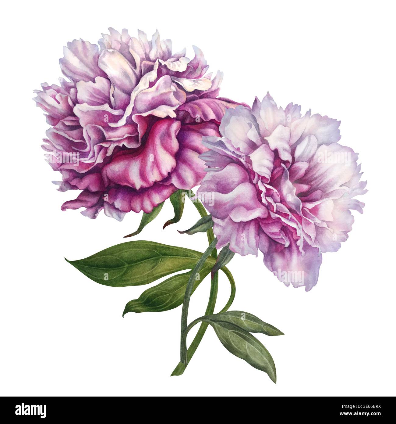 Pivoines roses, peintes à l'aquarelle, avec des fleurs pastel et roses riches, disposées dans une composition botanique élégante. Illustration florale peinte à la main Banque D'Images
