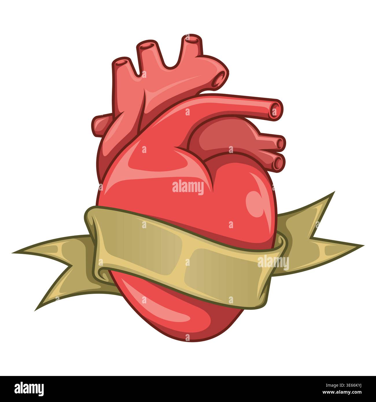 Illustration détaillée d'un coeur anatomique entouré d'un élégant ruban rouge. Image en couleur avec des textures réalistes et des ombres douces sur blanc b Illustration de Vecteur