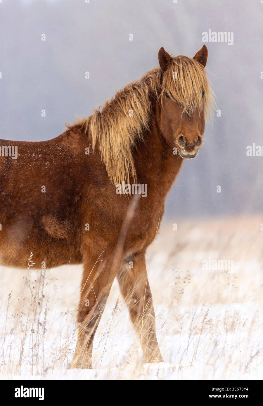 Un grand cheval avec une belle crinière dans un champ pâturant librement, gros plan Banque D'Images