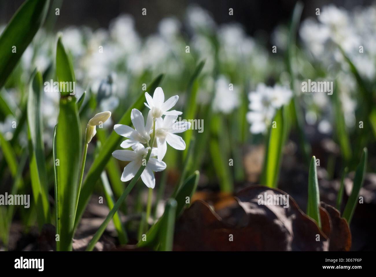 Gros plan en bas angle de fleurs sauvages printanières blanc scilla fleurissant sur un sol forestier. Une lumière diffuse douce illumine les pétales et le feuillage tout en étant floue Banque D'Images