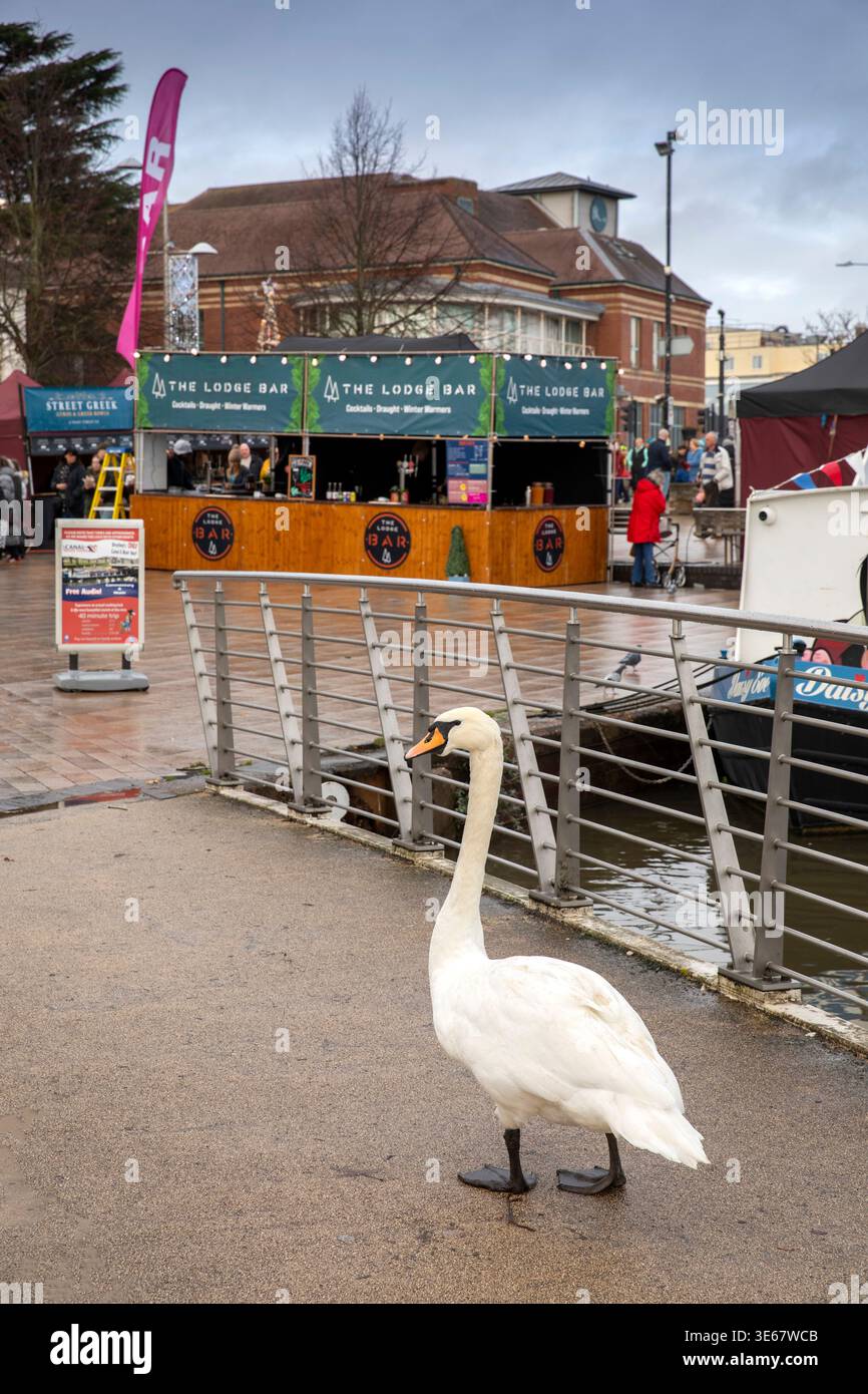 Royaume-Uni, Angleterre, Warwickshire, Stratford sur Avon, cygne sur la passerelle sur le canal Banque D'Images