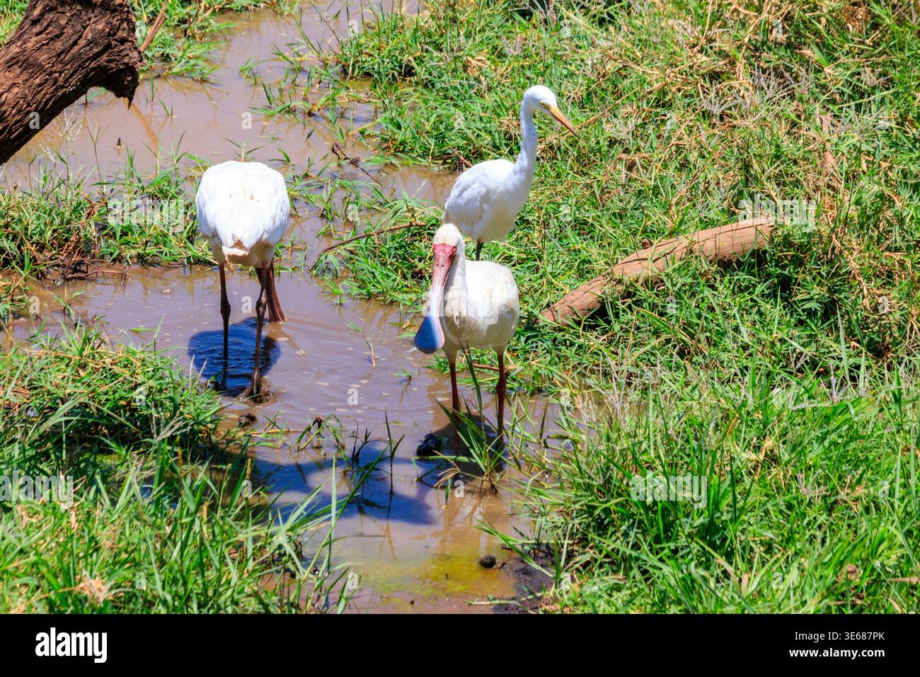 Cuillères africaines (Platalea alba) et aigrette intermédiaire (Ardea intermedia) dans le parc national du lac Manyara, Tanzanie Banque D'Images
