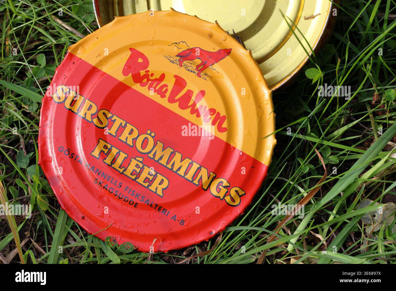 Boîte vide ou boîte de hareng acide. Appelé Surströmming en suédois. Nourriture malodorante, goût salé. Fond d'herbe. Stockholm, Suède. Banque D'Images