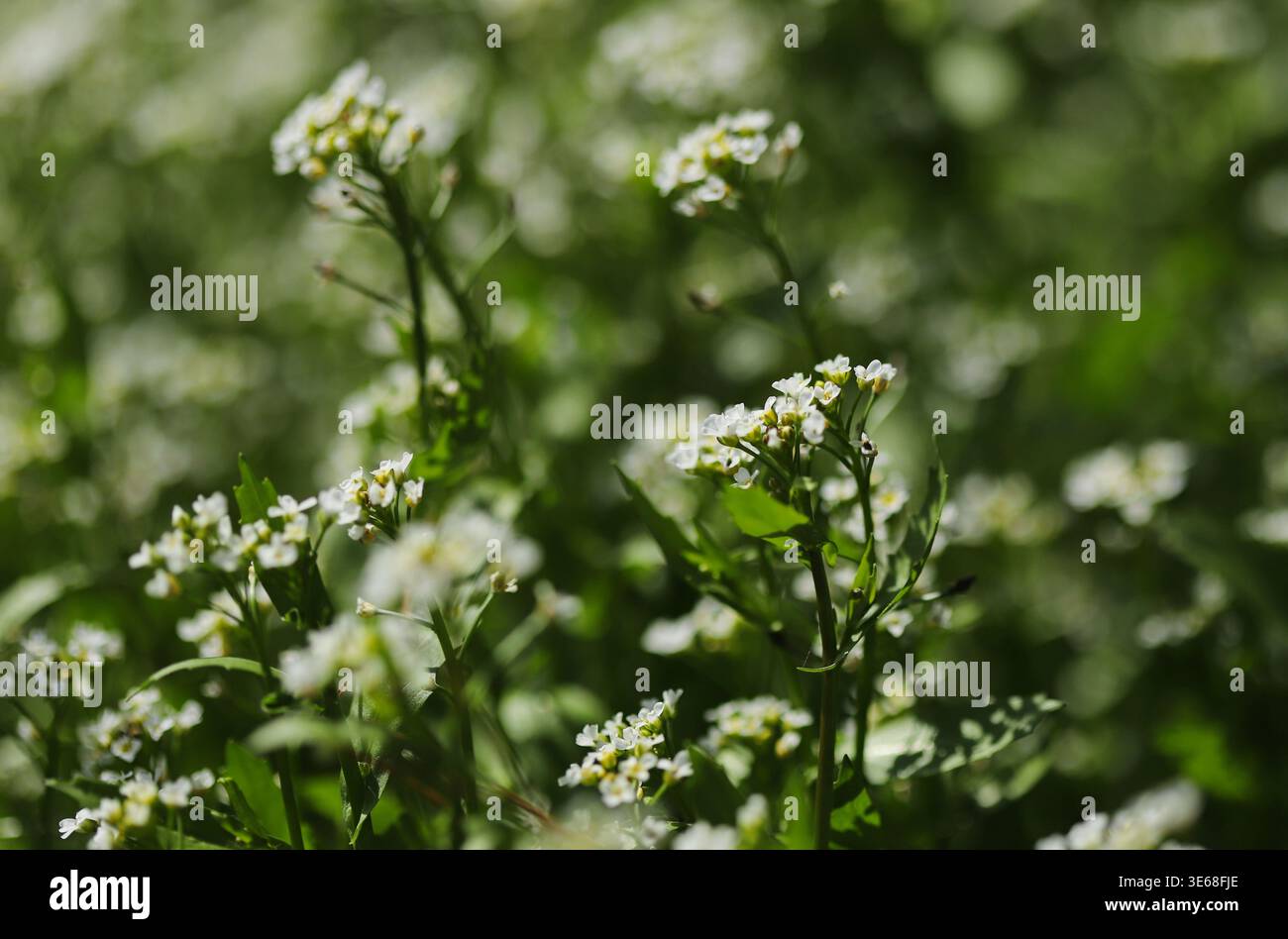 Moutarde blanche (Calepina irregularis) Banque D'Images