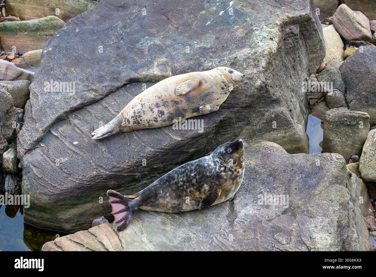 Deux jeunes phoques reposent paisiblement sur le rivage rocheux de la côte nord-est de l’Angleterre, entourés par la beauté sauvage des falaises marines. Banque D'Images