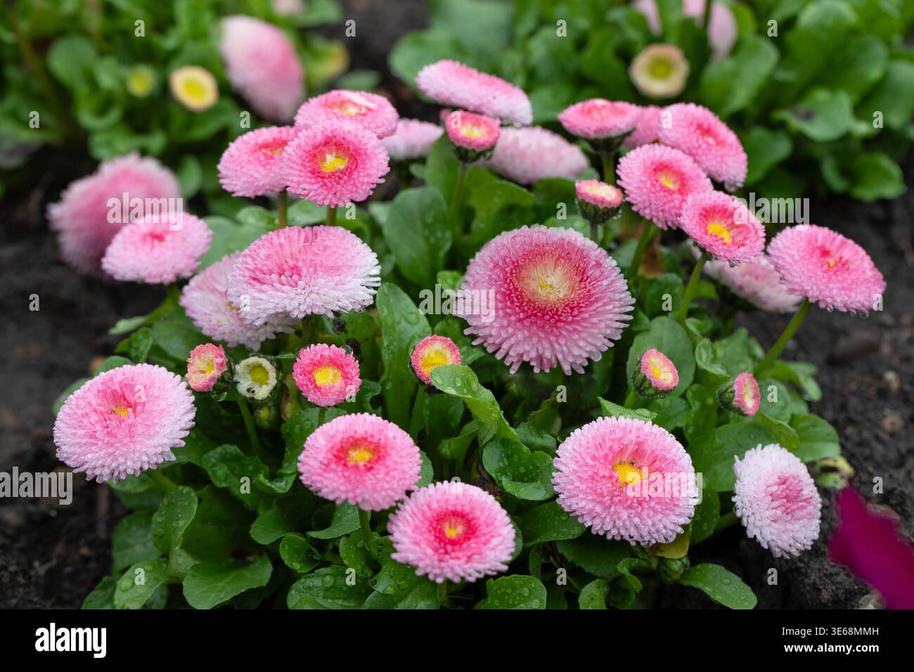 Fleur de Bellis perennis Banque D'Images