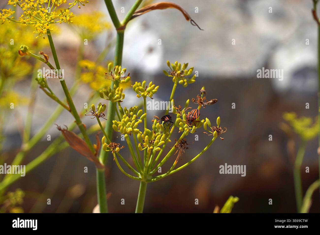 Fenouil, ou Foeniculum vulgare plante sauvage et Minstrel, ou Graphosoma italicum bugs à Céphalonie, Grèce Banque D'Images