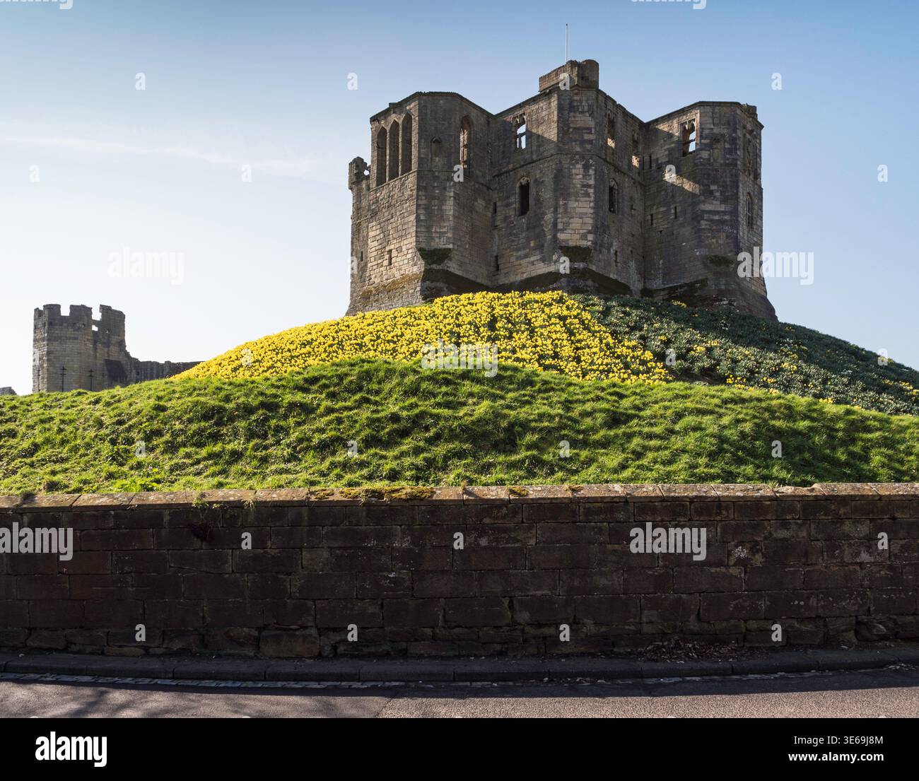 Château de Warkworth dans le Northumberland, Royaume-Uni avec des jonquilles qui viennent en fleurs. Banque D'Images