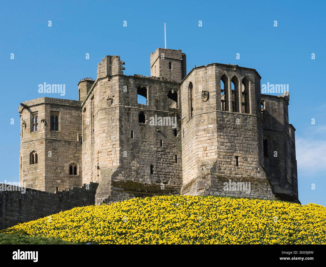 Château de Warkworth dans le Northumberland, Royaume-Uni avec des jonquilles qui viennent en fleurs. Banque D'Images