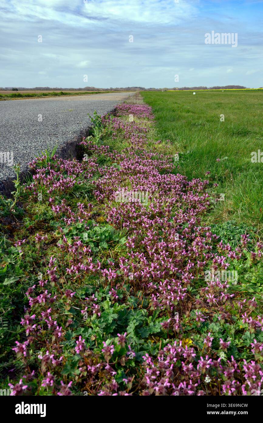 Ortie morte rouge traditionnellement connue sous le nom de fleur de Bumblebee au bord d'une piste d'atterrissage, North Norfolk, Royaume-Uni Banque D'Images