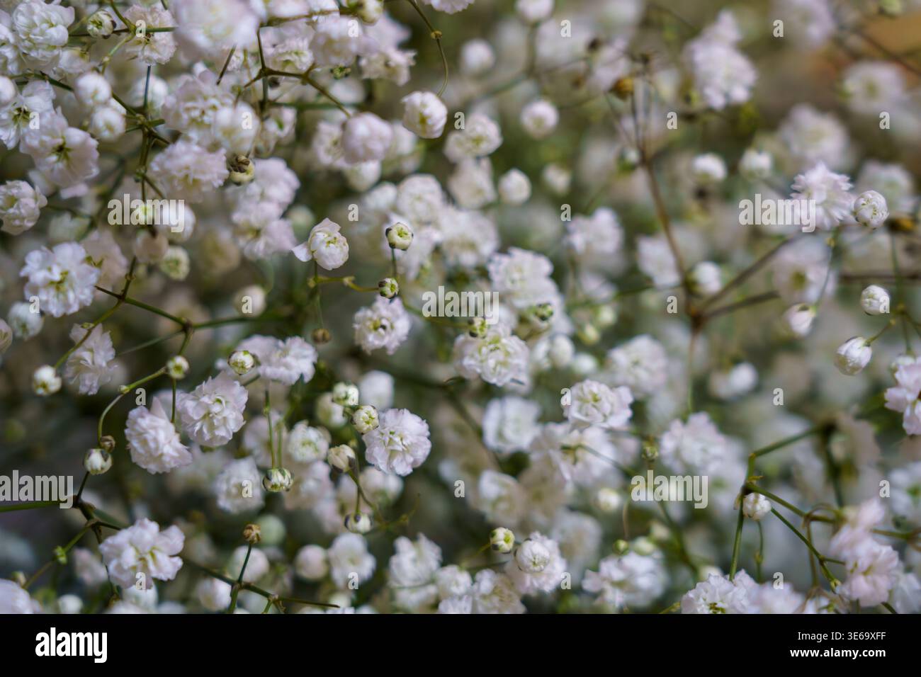 De petites fleurs blanches remplissent la vue dans un gros plan pris en extérieur Banque D'Images