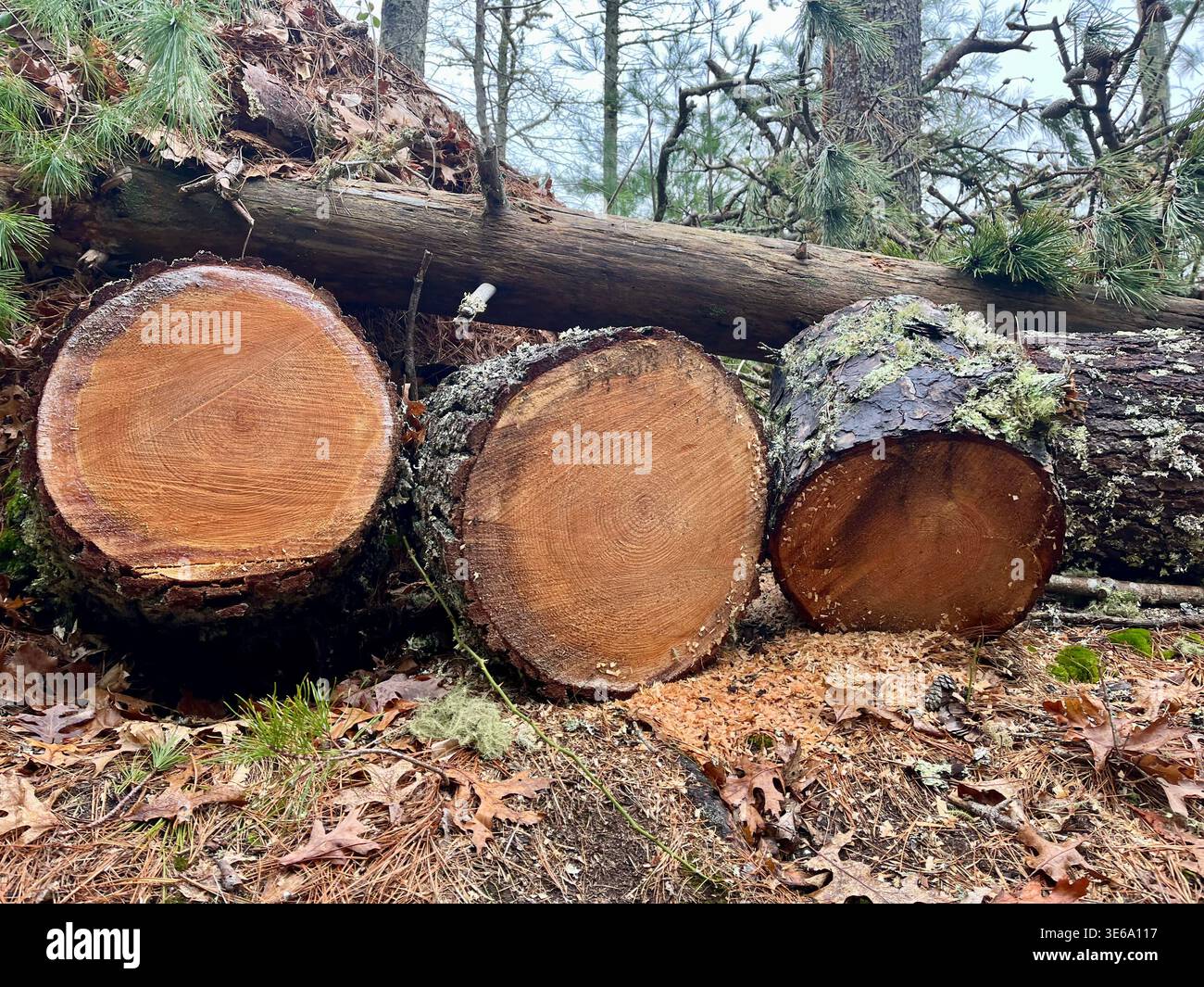 Restes de pins sciés le long d'un sentier de randonnée dans le parc national de Nickerson, Brewster, Massachusetts. Les arbres sont descendus dans une tempête hivernale. Banque D'Images