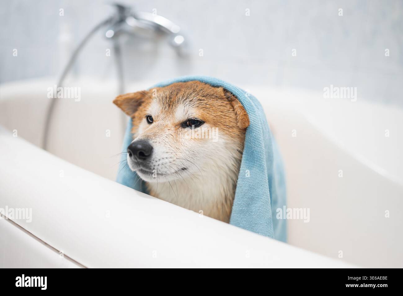 Chien Shiba Inu mouillé séché avec une serviette en microfibre bleue après le bain dans une baignoire blanche. Banque D'Images