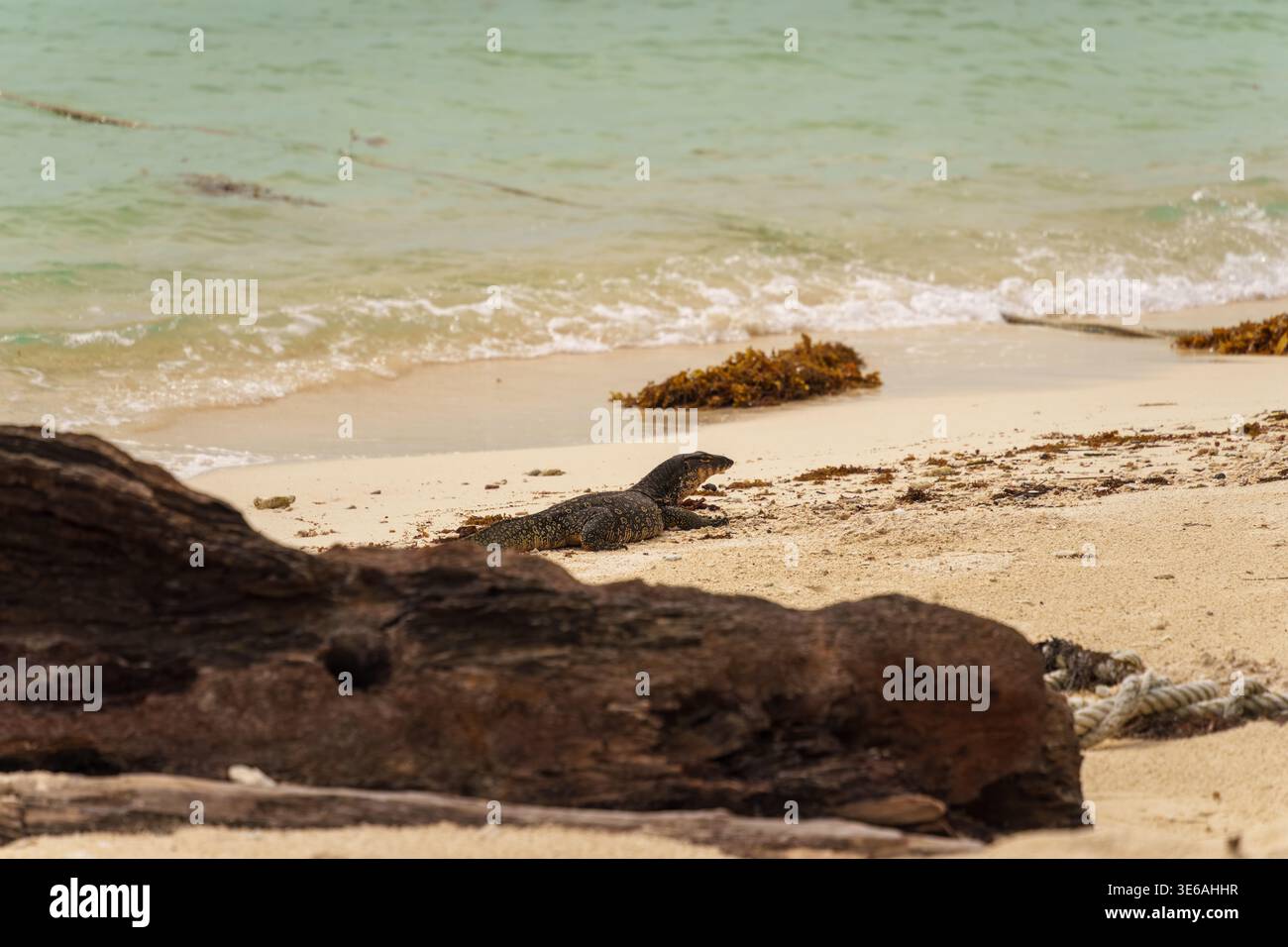 Île de Selingan, Malaisie – 26 septembre 2025 : un lézard moniteur repose sur le sable près du rivage. Banque D'Images
