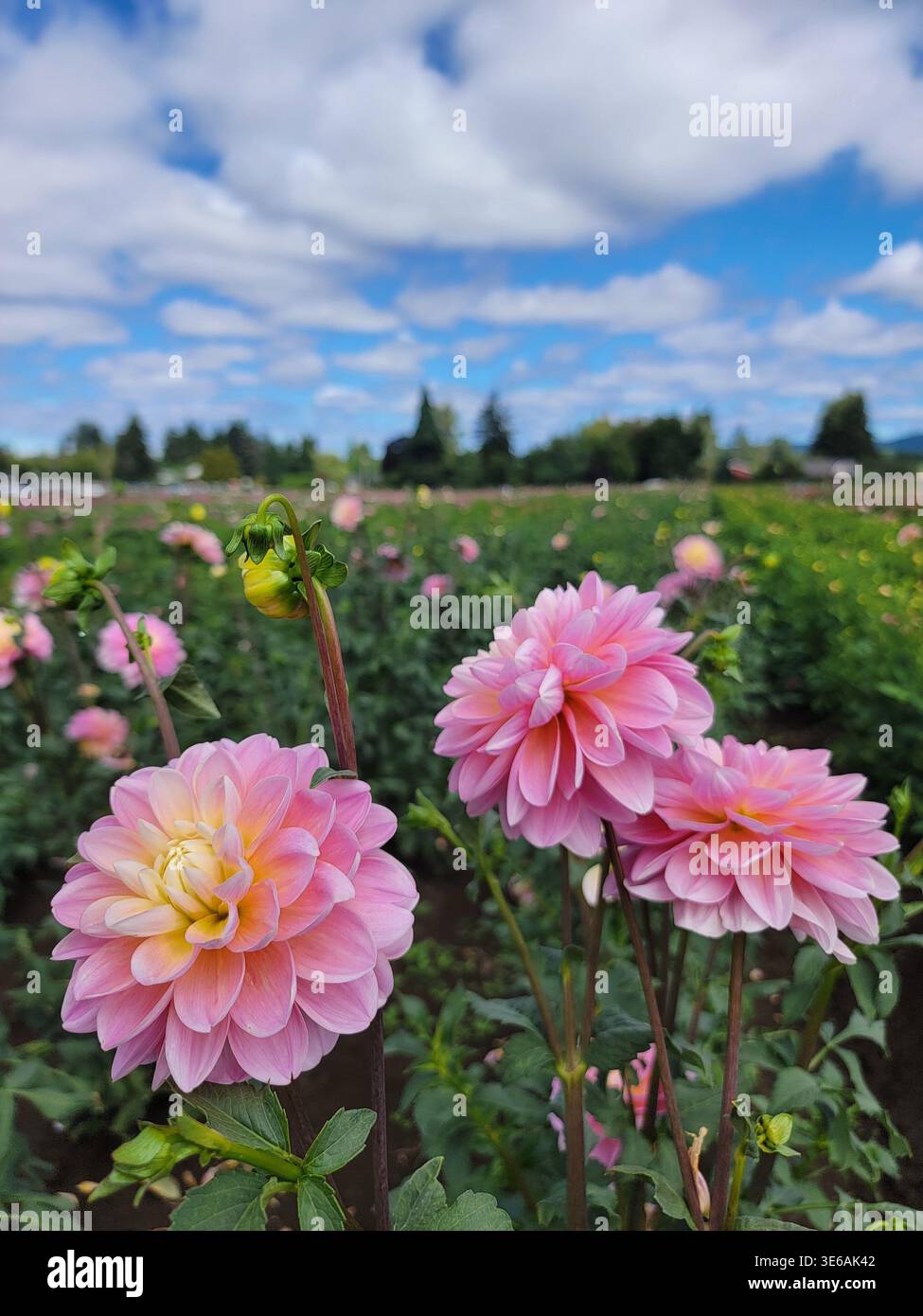 Champ de fleurs de dahlia rose en pleine floraison lors d'un festival populaire de dahlia de l'Oregon. - Image de stock capturée avec un smartphone
