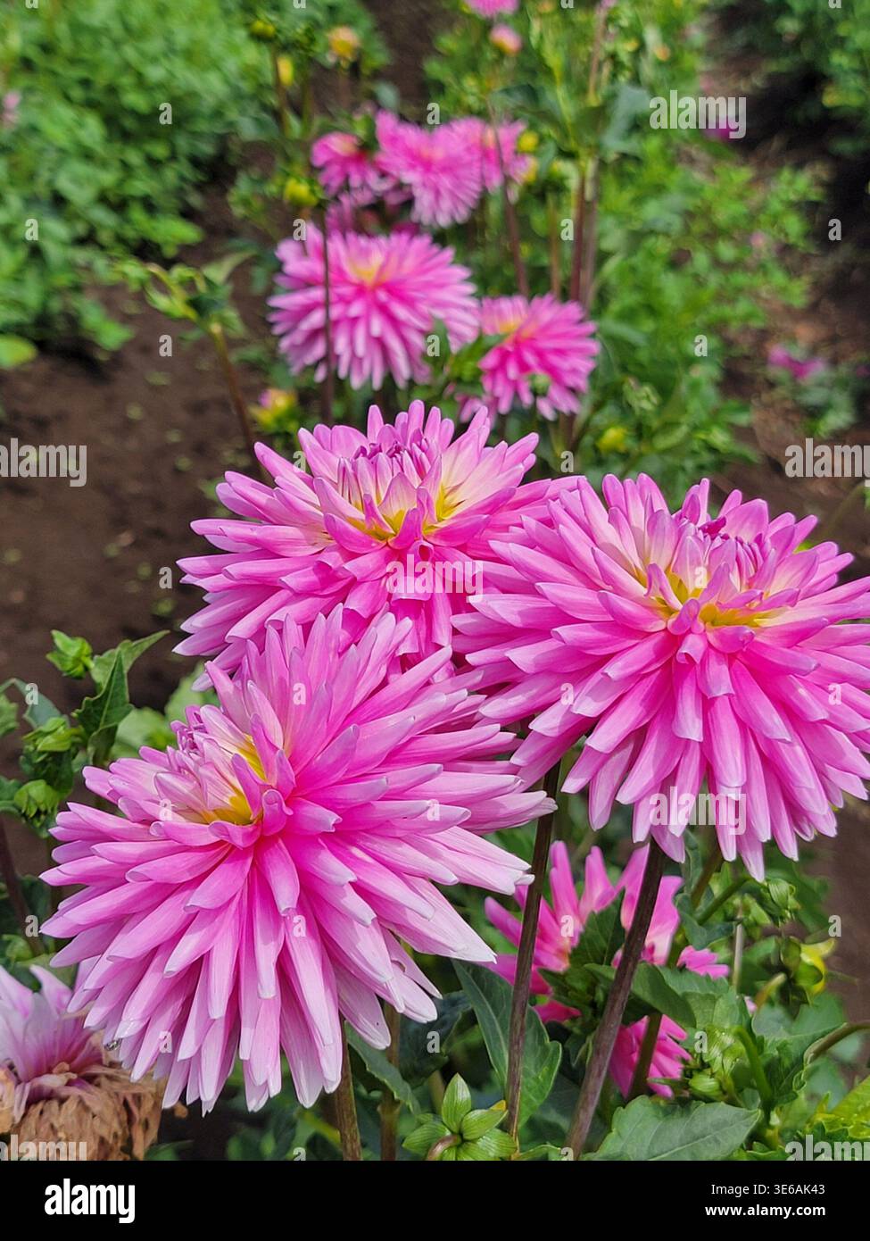 Des dahlias roses vibrants en pleine floraison lors d'un festival de jardin dans l'Oregon, aux États-Unis - Image de stock capturée avec un smartphone