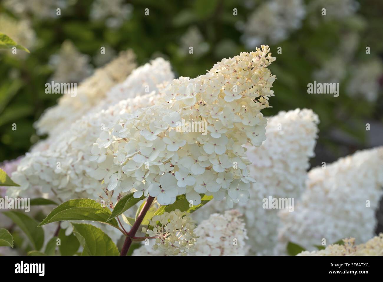 Panicle hydrangea (Hydrangea paniculata VANILLE FRAISE), City Park, Finlande Banque D'Images