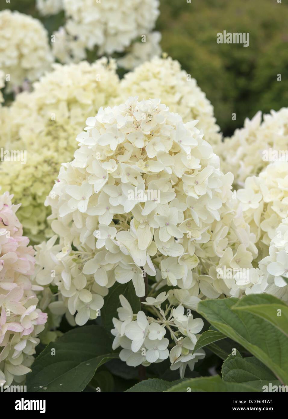 Panicle hydrangea (Hydrangea paniculata 'Silver Dollar'), Federal Garden Show 2019, Allemagne Banque D'Images