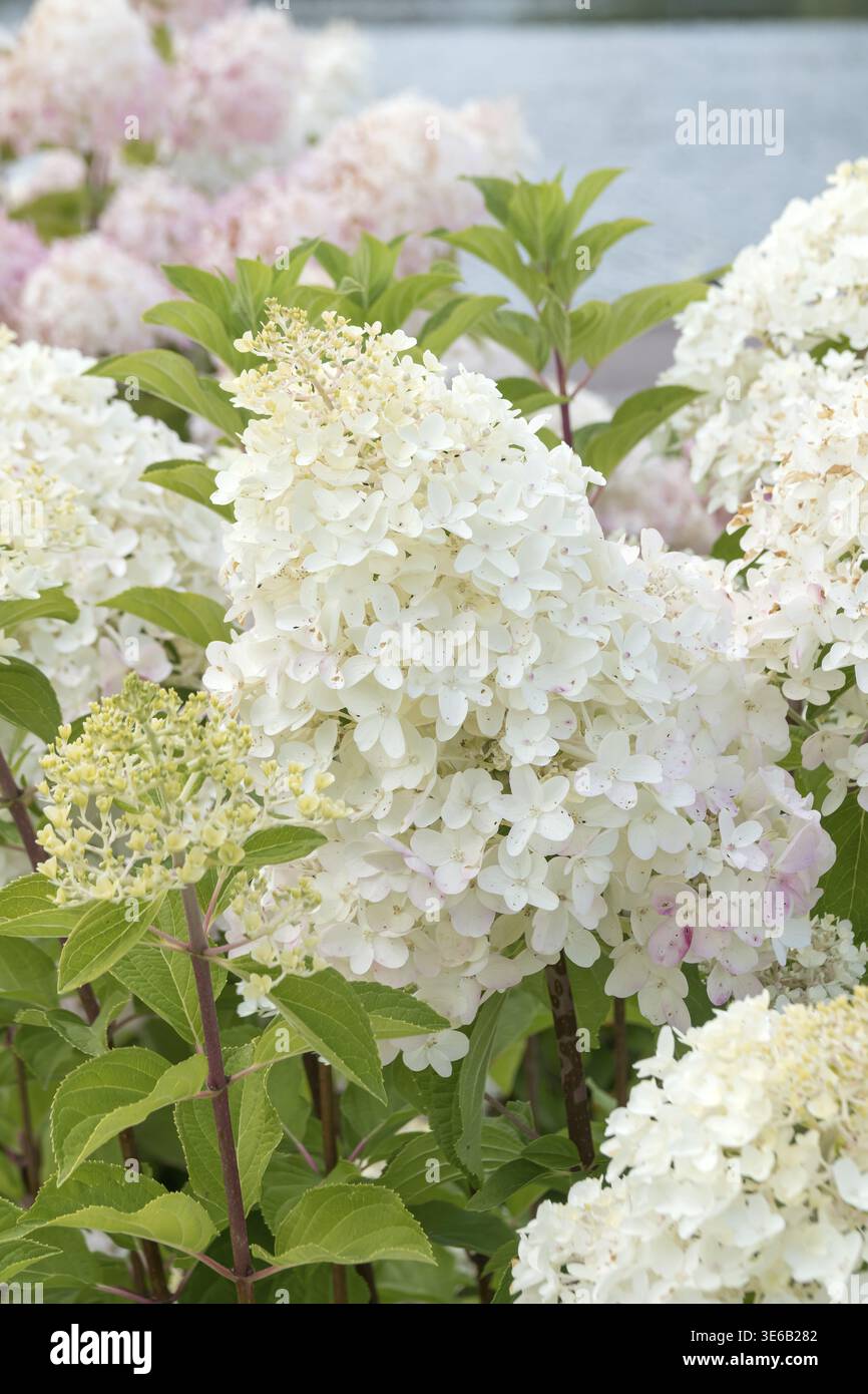Panicle hydrangea (Hydrangea paniculata 'Silver Dollar'), City Park, Finlande Banque D'Images