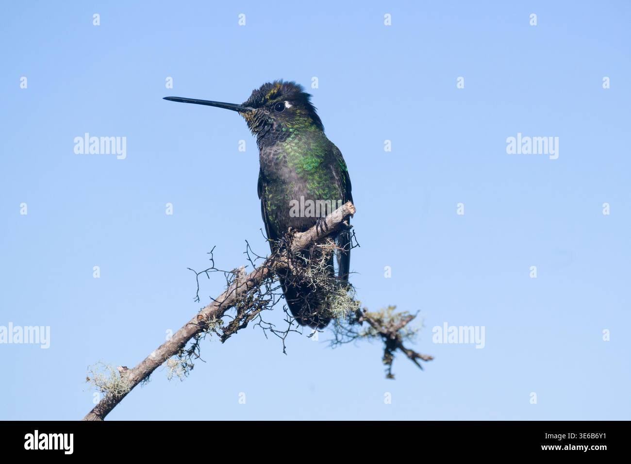 Talamanca Hummingbird (Eugenes spectabilis) perché sur une brindille, province de San José, Costa Rica Banque D'Images