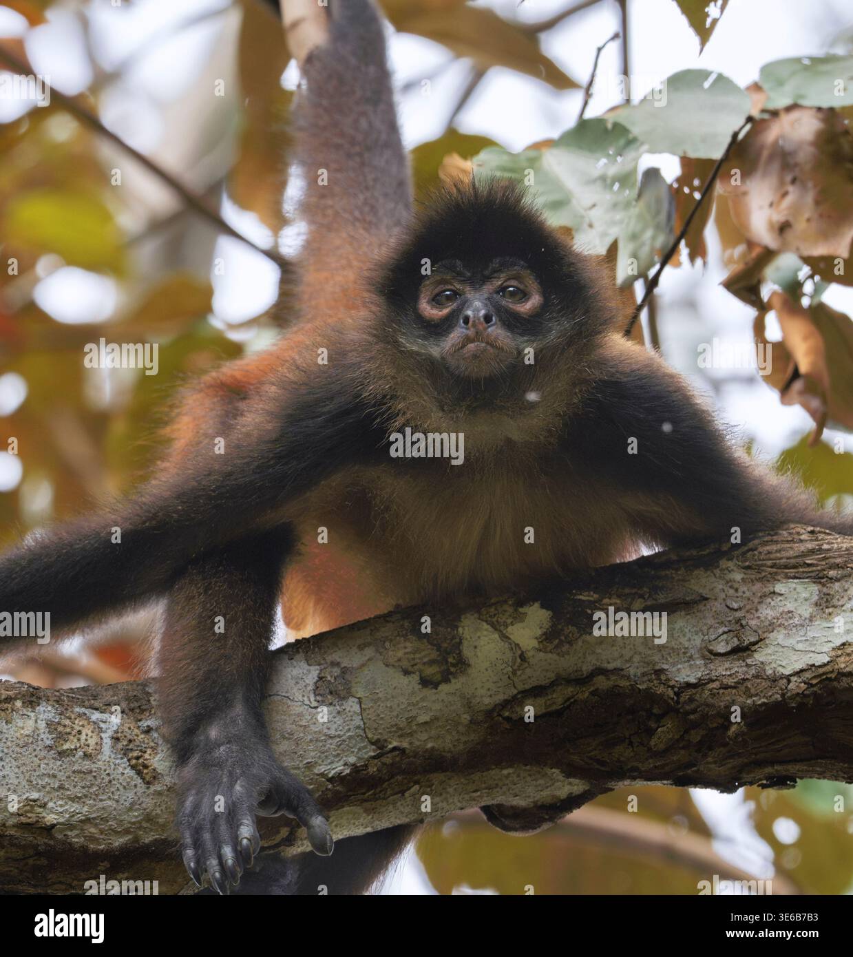 Portrait du singe araignée de Geoffroy (Ateles geoffroyi) dans la canopée de la forêt tropicale, parc national du Corcovado, Costa Rica Banque D'Images