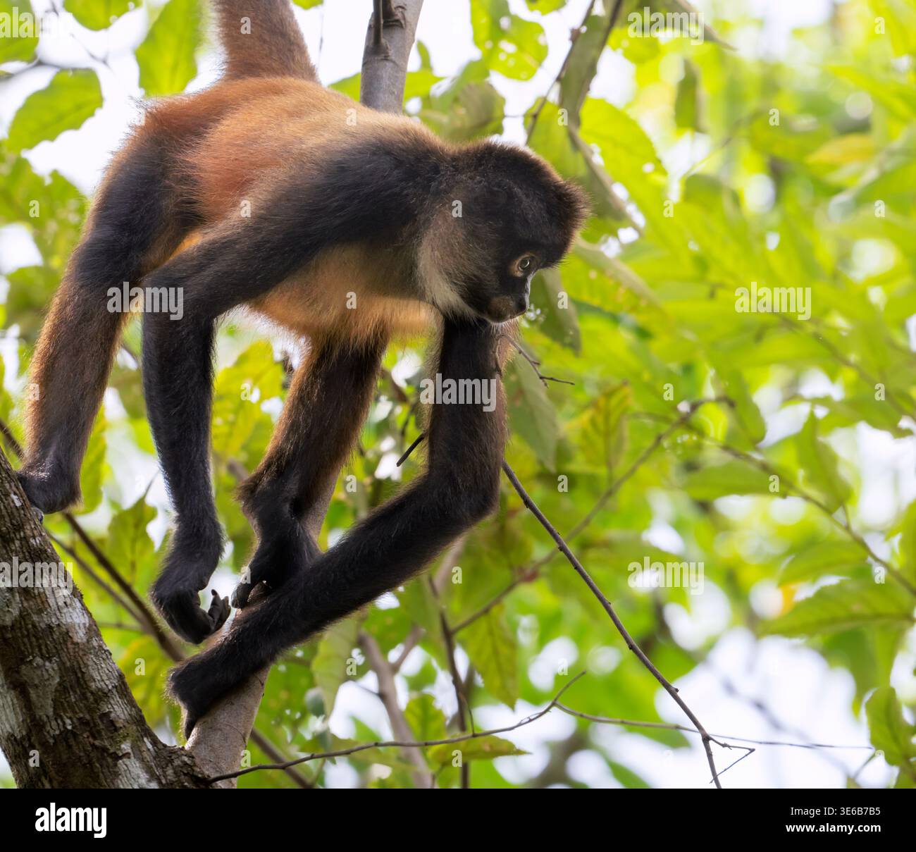 Singe araignée de Geoffroy (Ateles geoffroyi) marchant dans la canopée de la forêt tropicale, parc national du Corcovado, Costa Rica Banque D'Images