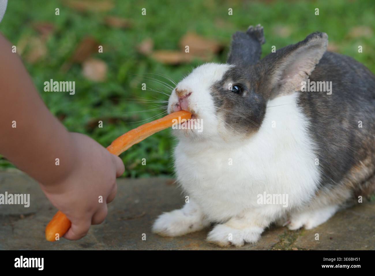 Petit lapin mangeant la carotte de la main humaine à l'extérieur avec fond de feuillage vert. Banque D'Images
