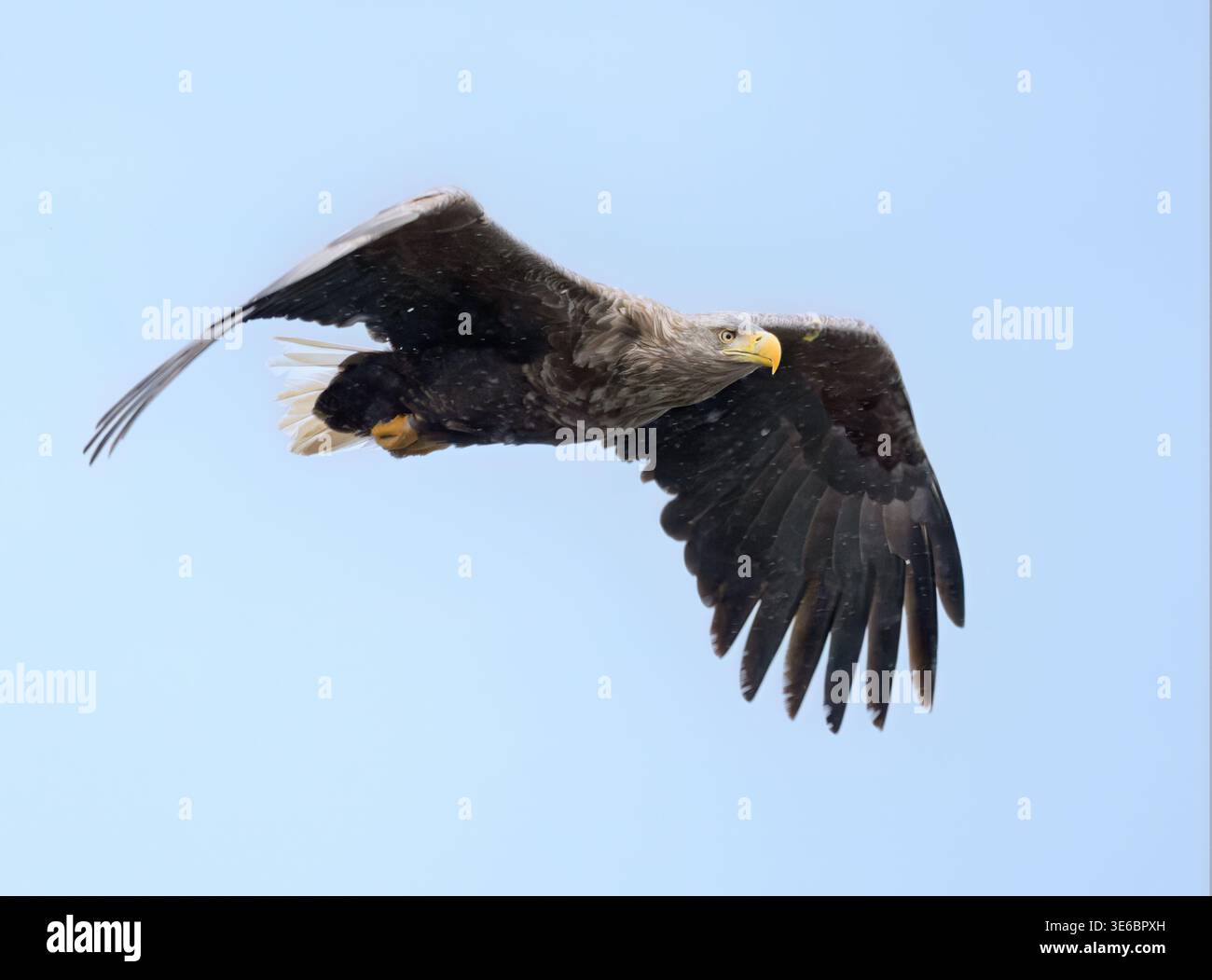 Aigle de mer à queue blanche (Haliaeetus albicilla) en vol, île de Mull, Écosse Banque D'Images