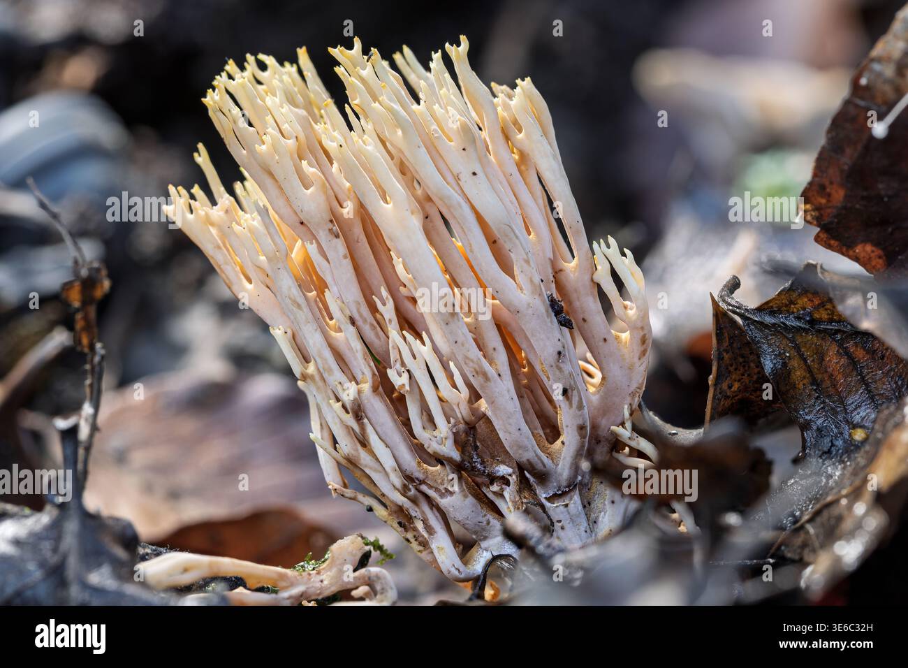 Champignon de corail debout, Ramaria stricta, Millyford Bridge, New Forest, Hampshire, ROYAUME-UNI Banque D'Images