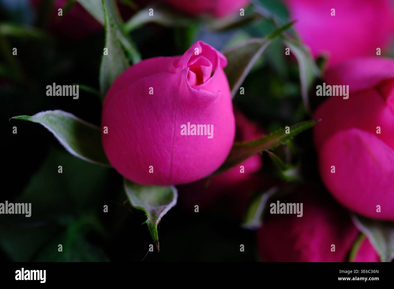 Détail gros plan rose rose éclatante avec des pétales doux Banque D'Images