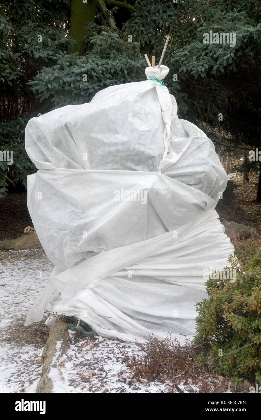 Arbuste de jardin enveloppé dans une polaire agrotextile non tissée blanche pour la protection contre le gel d'hiver dans une cour enneigée Banque D'Images