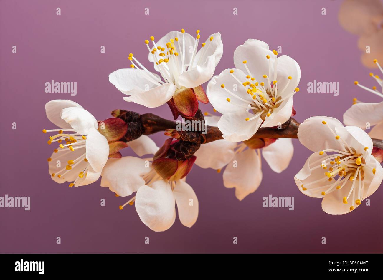 De délicates fleurs d'abricot blanc fleurissent sur une branche sur un fond violet doux Banque D'Images