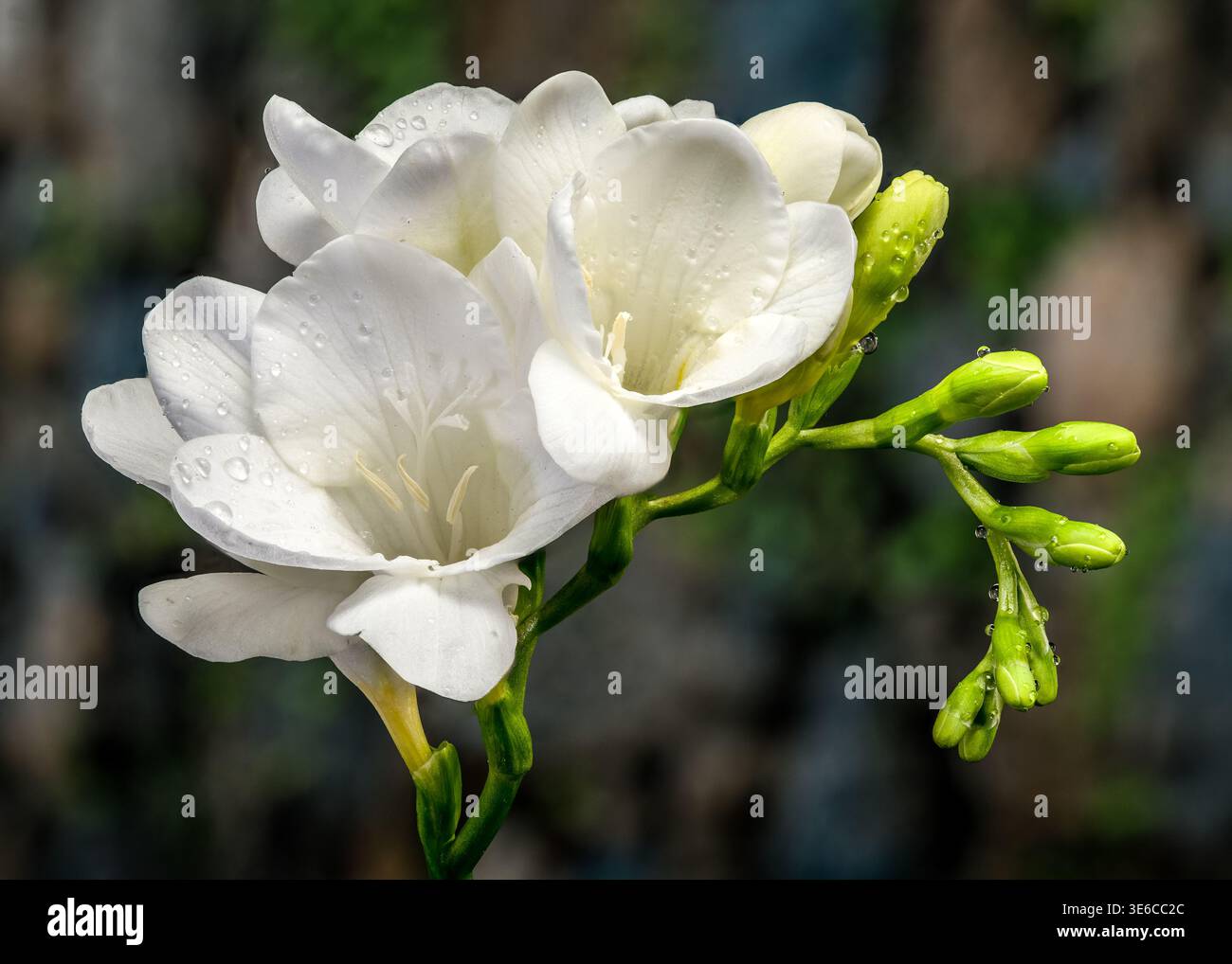 fleurs de freesia blanches et bourgeons verts Banque D'Images