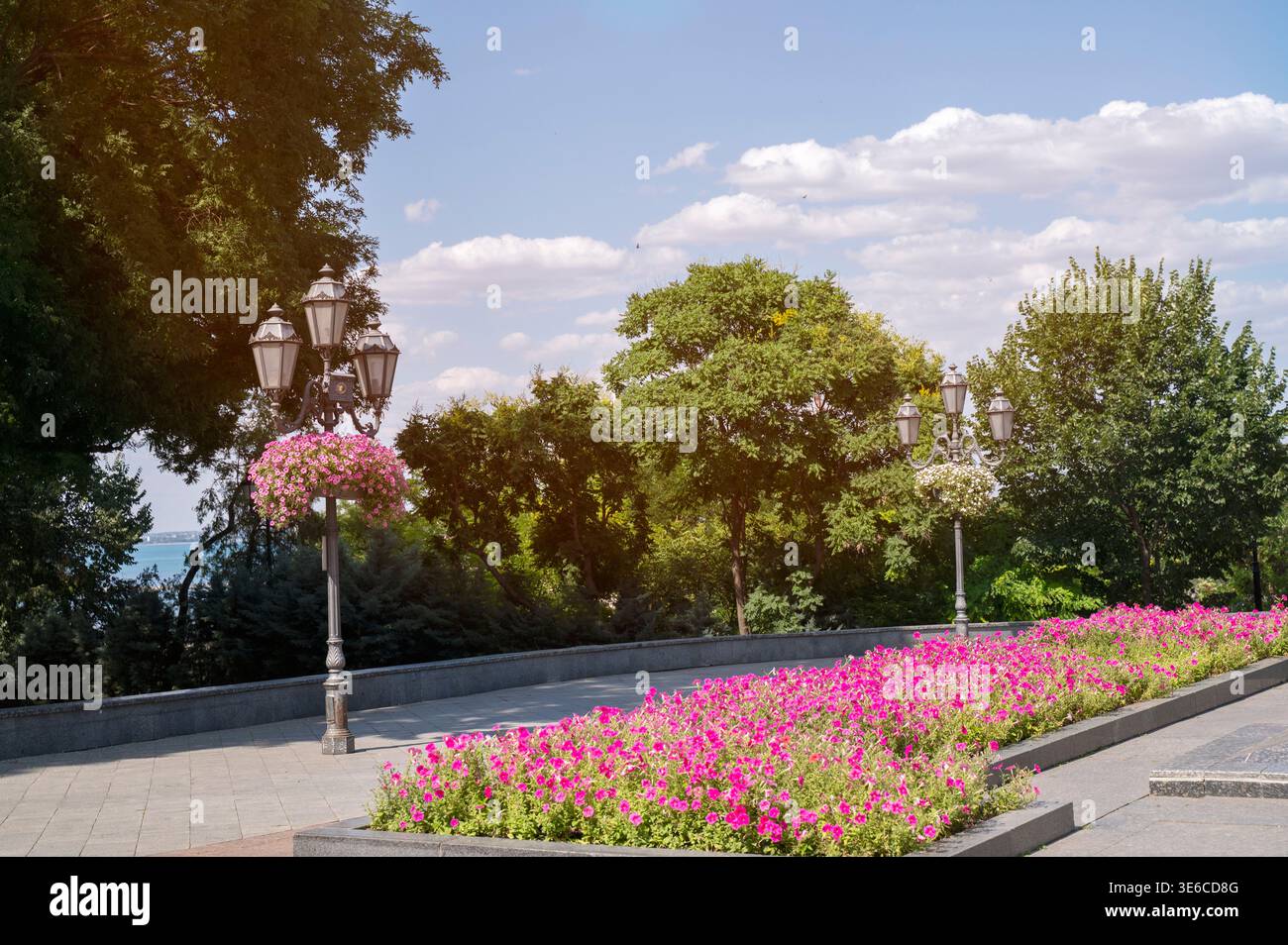 Parterres de fleurs de pétunia vibrantes dans un parc ensoleillé de la ville. Une végétation luxuriante entoure les fleurs. Concept de jardinage urbain, beauté estivale et voiture environnementale Banque D'Images
