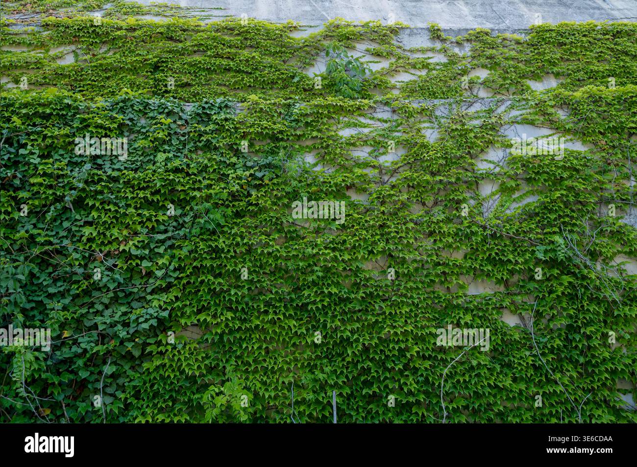 Feuilles de raisin vert sauvage recouvrant un mur de bâtiment dans un jardin d'été. Texture de feuillage naturelle luxuriante. Concept de conception botanique, architecte respectueux de l'environnement Banque D'Images